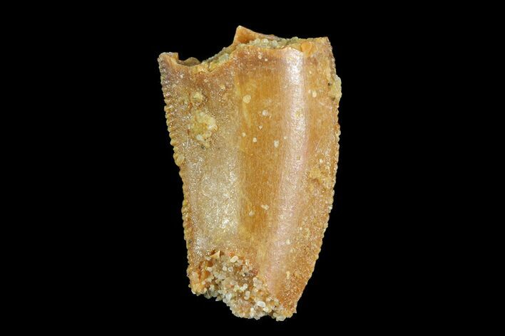 Bargain, Partial Raptor Tooth - Morocco #72671